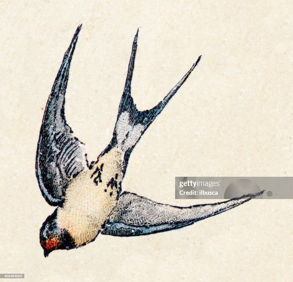 Barn swallow, birds animals antique ilustration