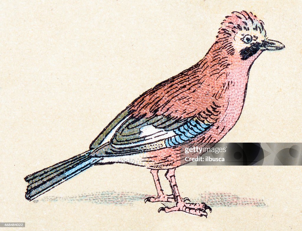 Eurasian jay, birds animals antique ilustration