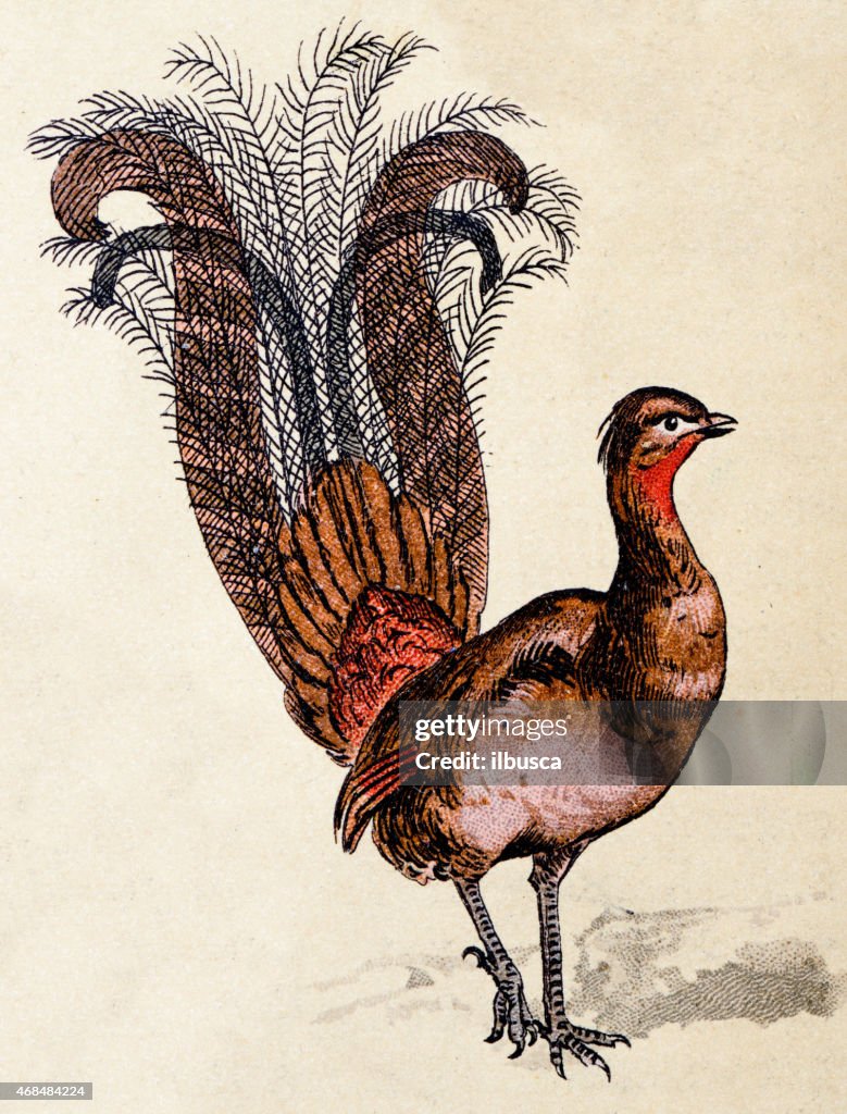 Superb lyrebird, birds animals antique ilustration