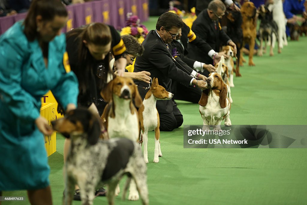 The Westminster Kennel Club Dog Show - 2014