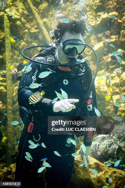 Antwerp Mayor Bart De Wever feeds fishes on Friday 3, 2015 in the Antwerp zoo during the opening of one of the biggest reef aquariums of Europe. AFP...