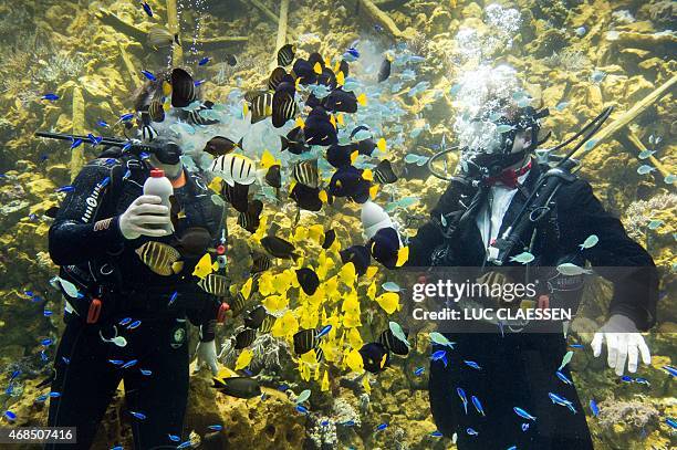 Antwerp Mayor Bart De Wever and Antwerp director of the Zoo Dries Herpoelaert feed fishes on Friday 3, 2015 in the Antwerp zoo during the opening of...