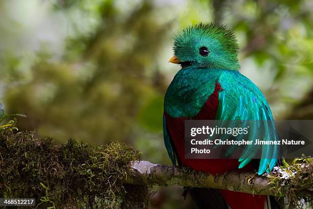 resplendent quetzal - quetzal stock pictures, royalty-free photos & images