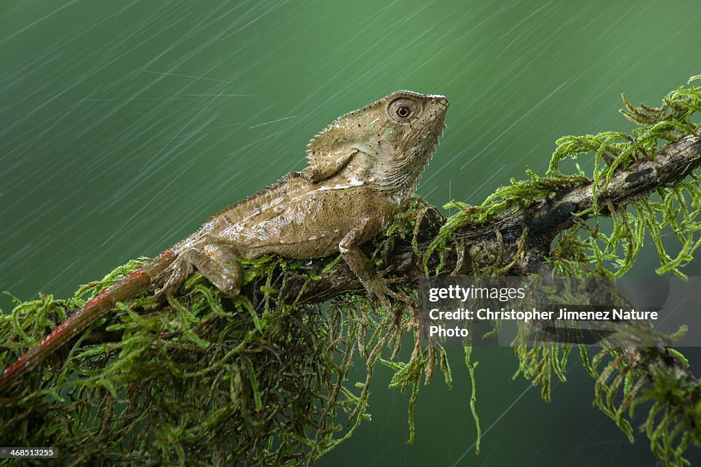 Helmeted iguana