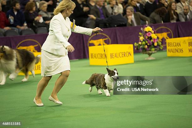 The 138th Annual Westminster Kennel Club Dog Show" -- Pictured: Cardigan Welsh Corgi at Madison Square Garden in New York City on Monday, February...