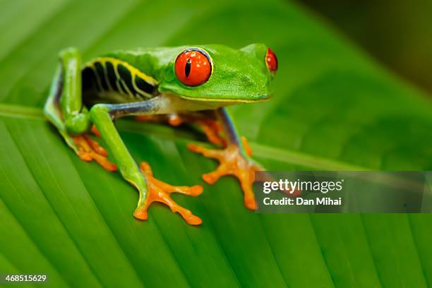 red eyes - puntarenas stock pictures, royalty-free photos & images