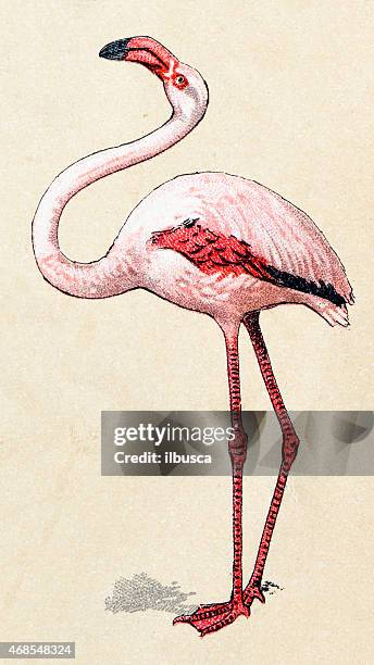 ilustraciones, imágenes clip art, dibujos animados e iconos de stock de flamingo, aves antigüedades de ilustraciones de animales - flamingo