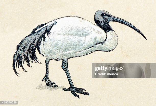 african sacred ibis, birds animals antique ilustration - ibis stock illustrations