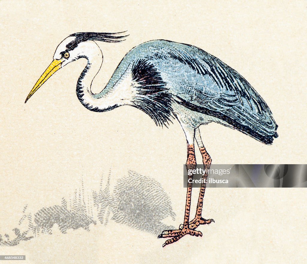 Grey heron, birds animals antique ilustration