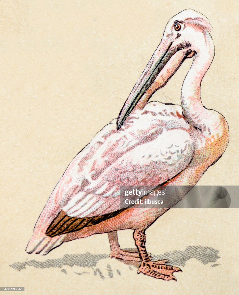 Great white pelican, birds animals antique ilustration