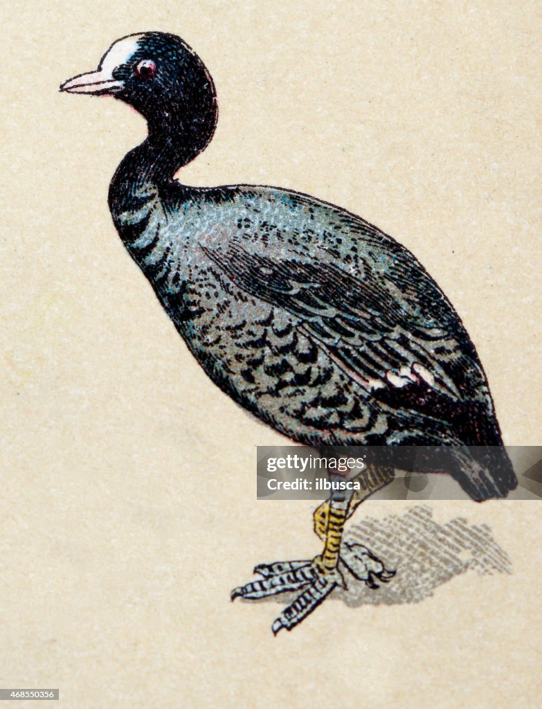 Eurasian coot, birds animals antique ilustration