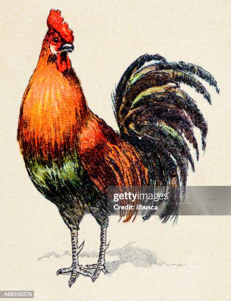 rooster, birds animals antique ilustration - rooster stock illustrations