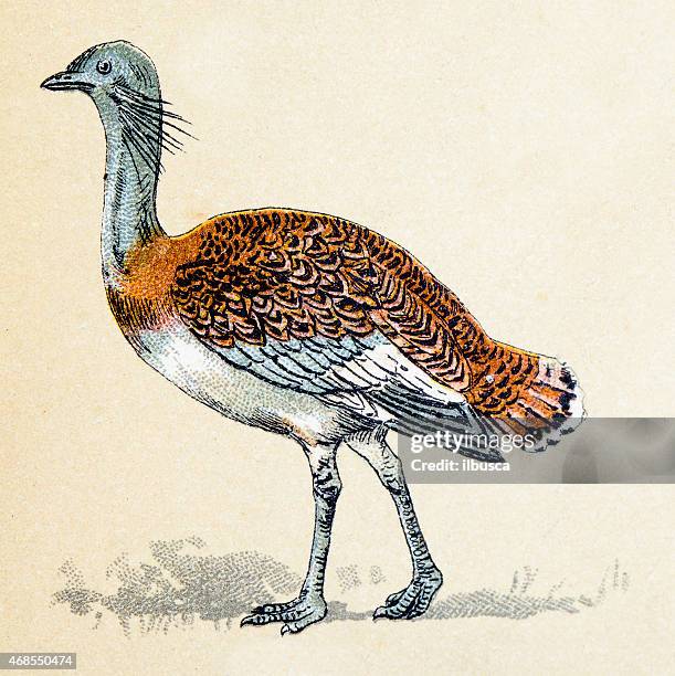 great bustard, birds animals antique ilustration - great bustard stock illustrations