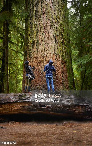 awed by nature's beauty - the jolly green giant is back stock pictures, royalty-free photos & images