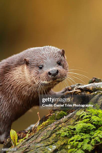 otter - otter stock pictures, royalty-free photos & images