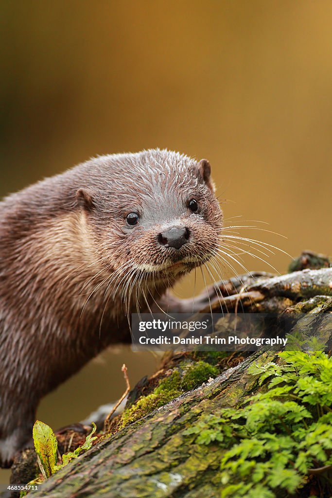 Otter