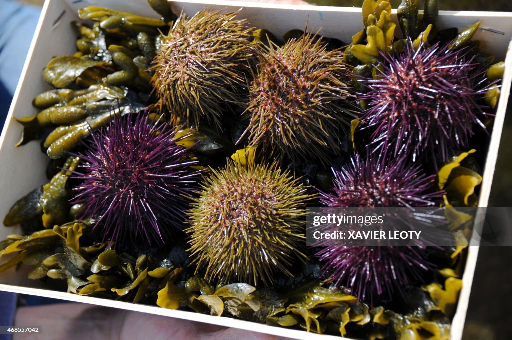 FRANCE-ENVIRONEMENT-POLLUTION-FISHING-AQUACULTURE-SEA-URCHIN