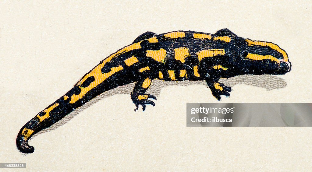 Fire salamander, reptiles animals antique illustration
