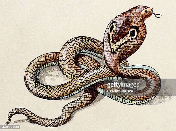 illustrations, cliparts, dessins animés et icônes de cobra indien, reptiles animaux antiquités illustration - cobra