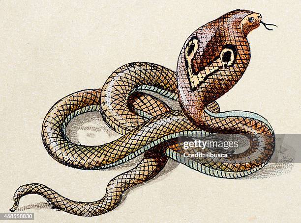 ilustrações de stock, clip art, desenhos animados e ícones de naja comum, répteis animais ilustração antigo - cobra