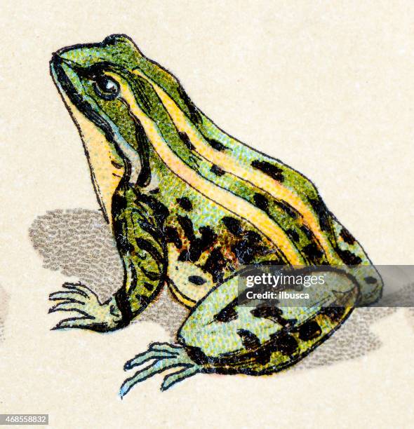 essbare frosch, reptilien tiere antiken illustrationen - frosch stock-grafiken, -clipart, -cartoons und -symbole