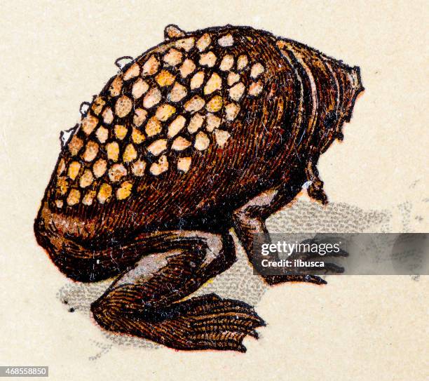 stockillustraties, clipart, cartoons en iconen met common suriname toad, reptiles animals antique illustration - suriname