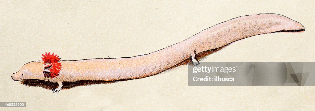 Olm or proteus, reptiles animals antique illustration