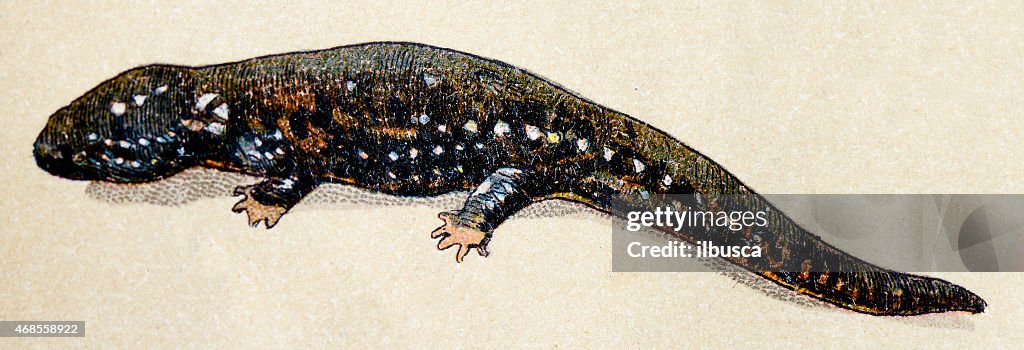 Axolotl, reptiles animals antique illustration