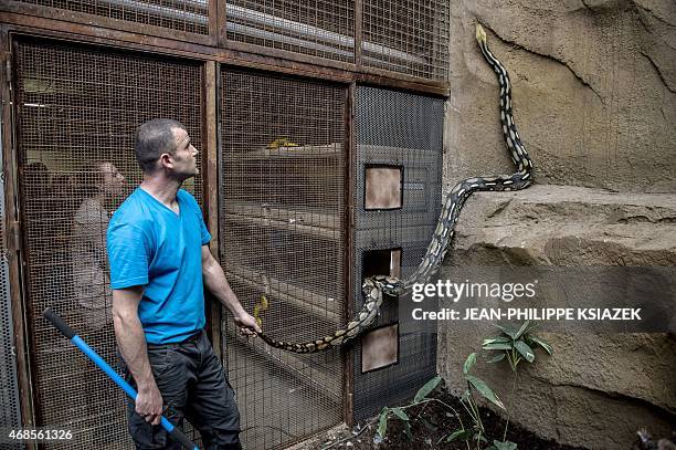 Python Zoo Pit Python Pit Photos and Premium High Res Pictures - Getty Images
