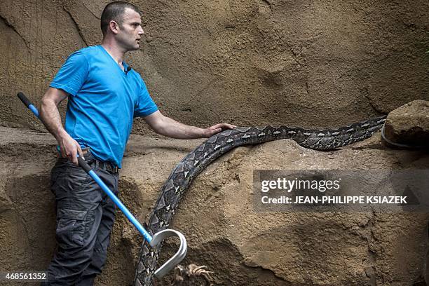 Python Zoo Pit 66 Python Pit Stock Photos, High-Res Pictures, and Images - Getty Images