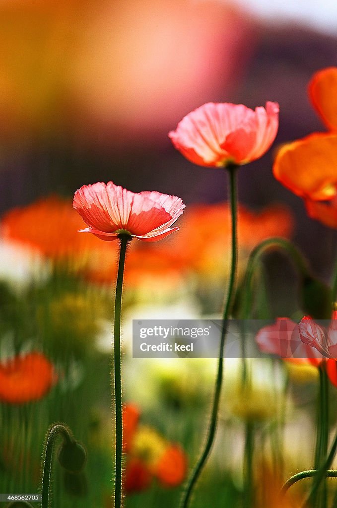 Poppy flowers