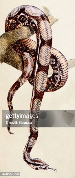 boa constrictor, reptiles animals antique illustration - boa constrictor stock illustrations