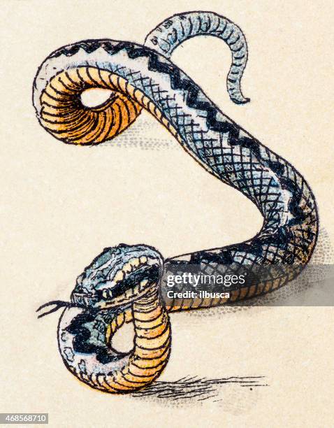 european adder, reptiles animals antique illustration - adder stock illustrations