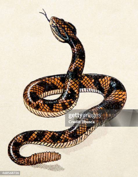 south american rattlesnake, reptiles animals antique illustration - snake stock illustrations