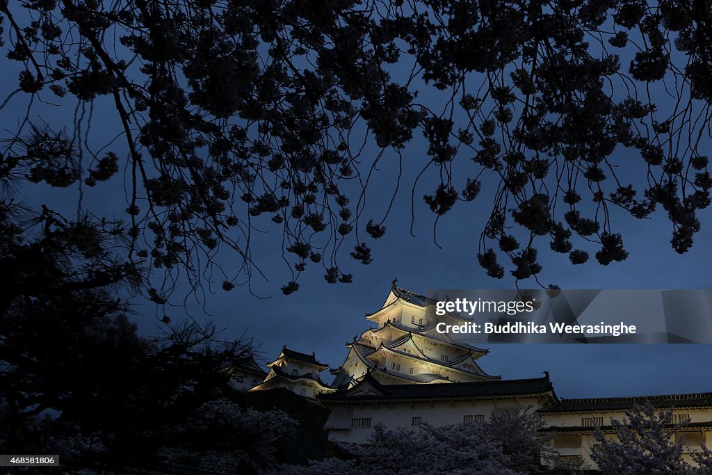 Himeji Castle Cherry Blossoms Festival