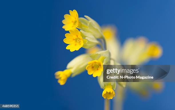 Close-up detail of yellow cowslip flowers photographed on a blue background, taken April 27, 2013.