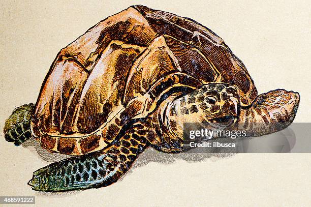 hawksbill sea turtle, reptiles animals antique illustration - sea turtle stock illustrations