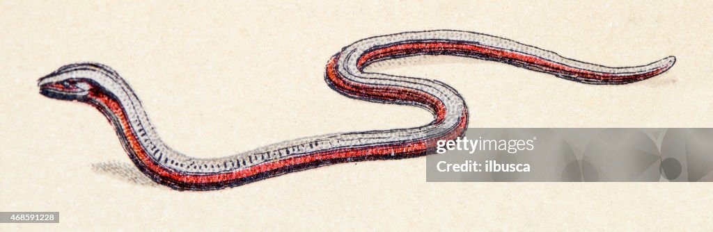 Anguis fragilis or slow worm, reptiles animals antique illustration