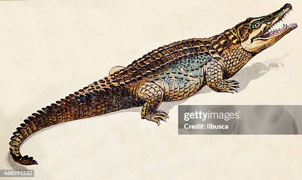 crocodile, reptiles animals antique illustration - crocodile stock illustrations