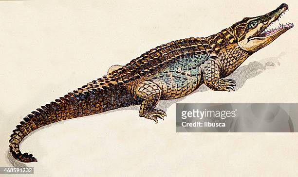 crocodile, reptiles animals antique illustration - crocodile 幅插畫檔、美工圖案、卡通及圖標