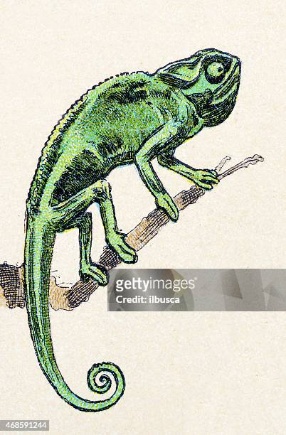 african chameleon, reptiles animals antique illustration - chameleon white background stock illustrations
