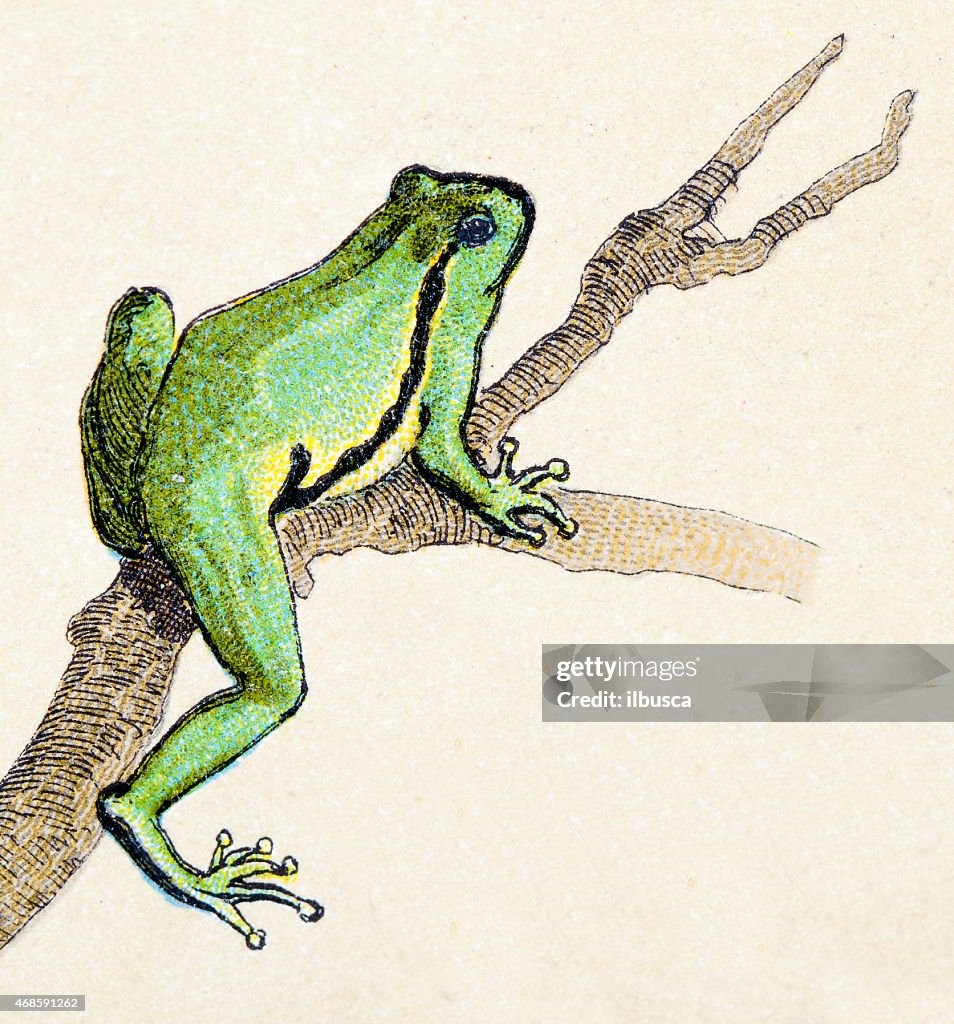 American grünen Laubfrosch, Reptilien Tiere antiken Illustrationen