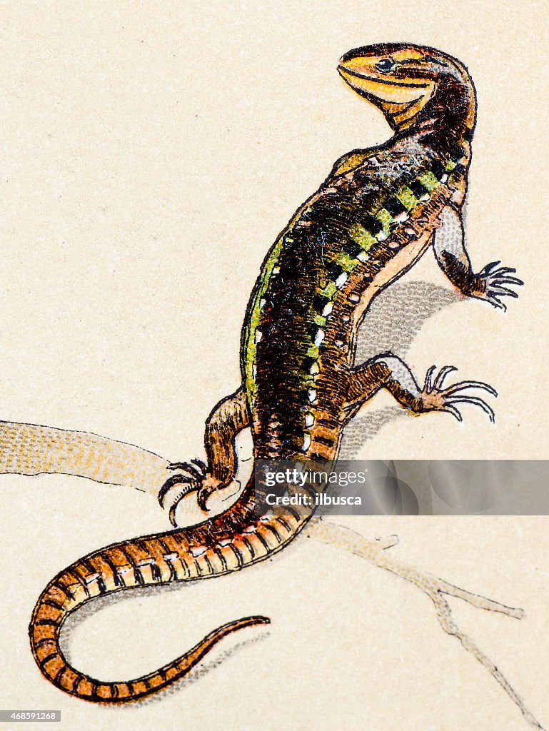 Sand lizard, reptiles animals antique illustration