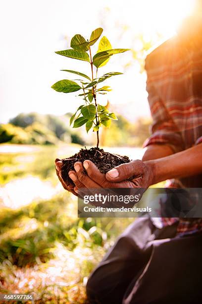 suelo y la luz del sol para un nuevo primavera de árbol - sapling fotografías e imágenes de stock