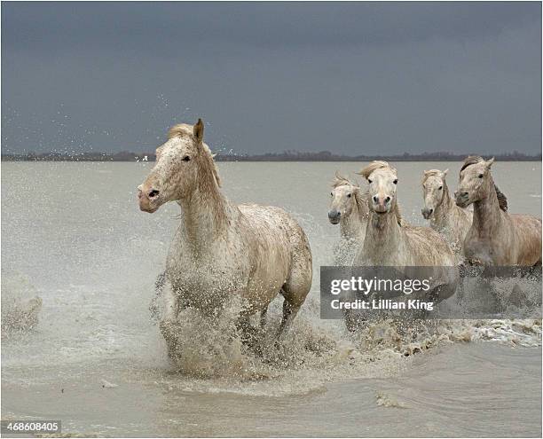 a storm approaching - camargue stock pictures, royalty-free photos & images