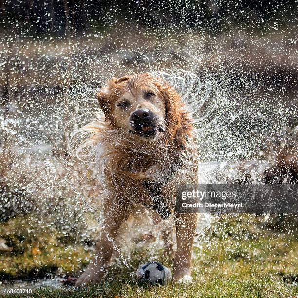 dog shaking off water - shaking 個照片及圖片檔