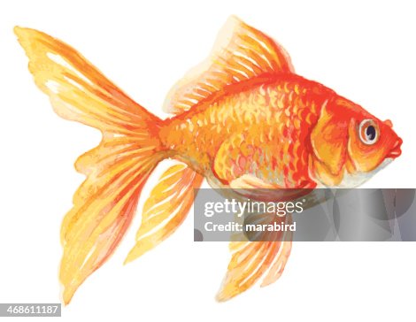 1 546点の金魚イラスト素材 Getty Images 1 546点の金魚イラスト素材 Getty Images