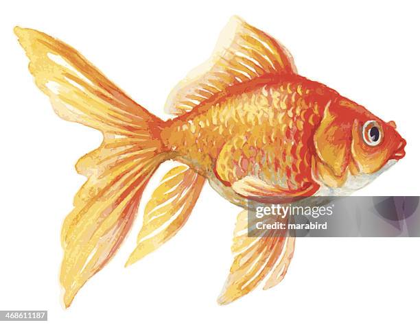 bildbanksillustrationer, clip art samt tecknat material och ikoner med goldfish - guldfisk