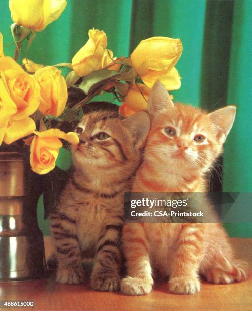 two kittens and flowers - baby cat stock illustrations