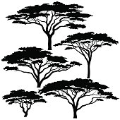 Acacia tree silhouettes